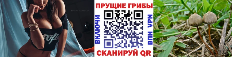 Галлюциногенные грибы Psilocybe  Новый Уренгой 